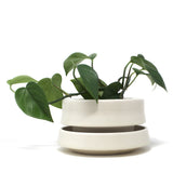 Banded Planter: Large #1