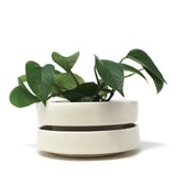 Banded Planter: Large #2
