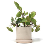 Pinched Planter w/ Tray: Medium
