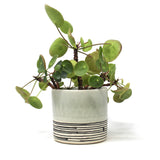 Striped Planter: Medium